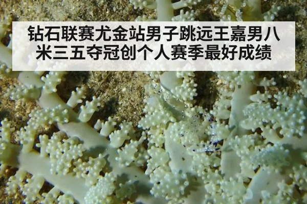 钻石联赛尤金站男子跳远王嘉男八米三五夺冠创个人赛季最好成绩